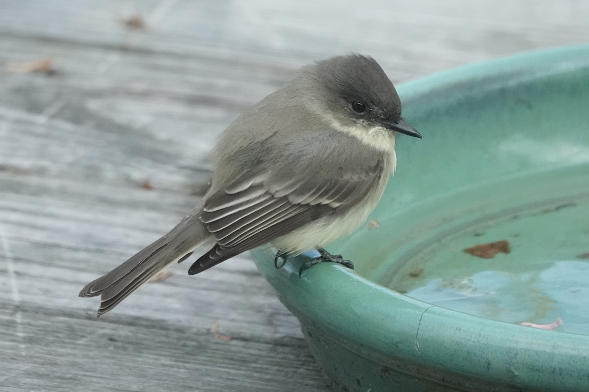 Mosquero Fibí - ML644621013