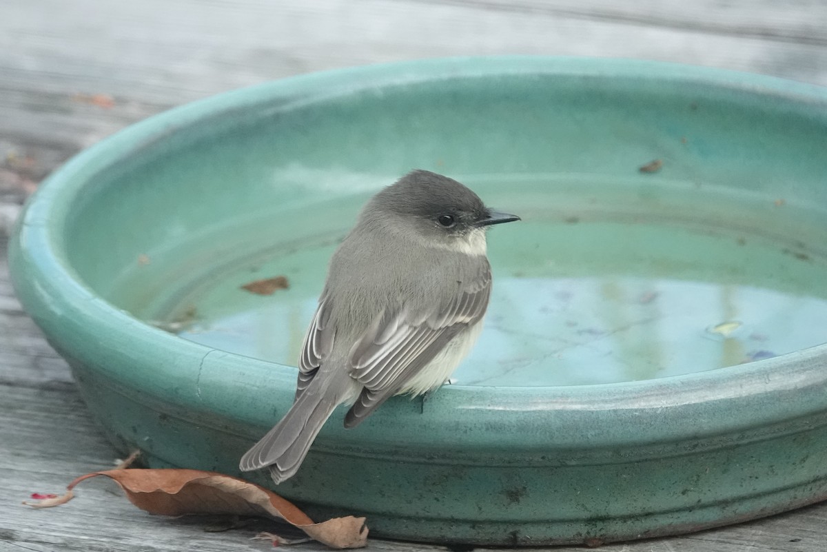 Mosquero Fibí - ML644621014