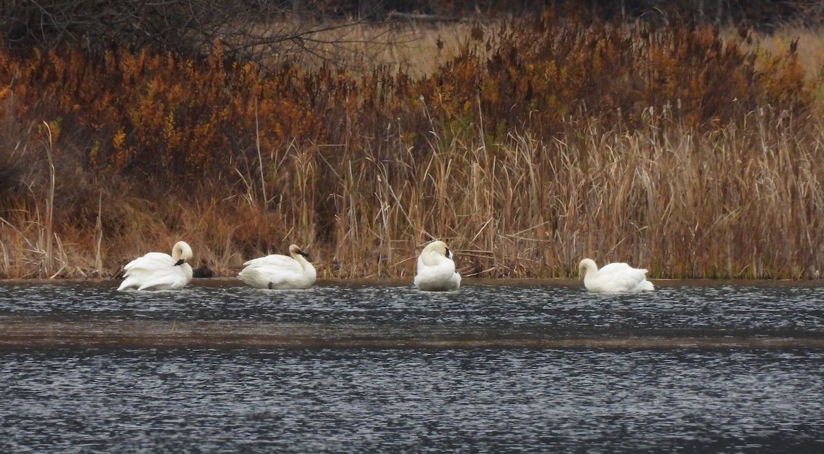 Beltxarga tronpetaria - ML644621017