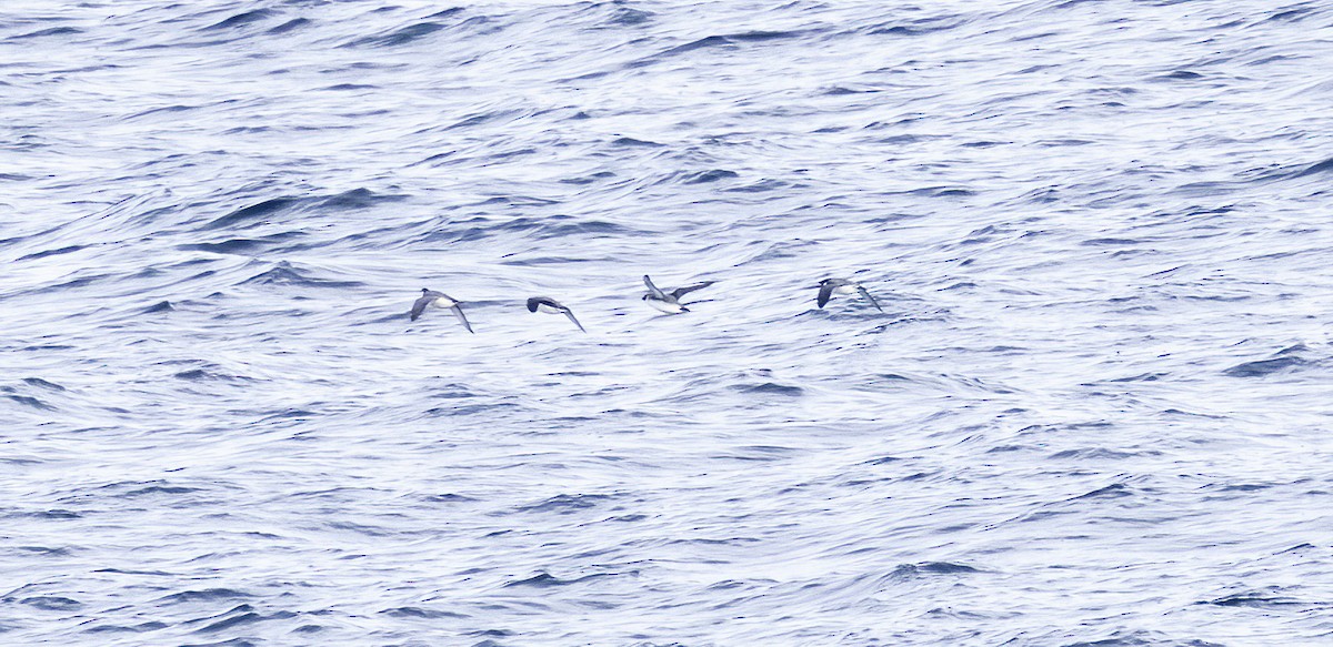 Ancient Murrelet - ML644621029