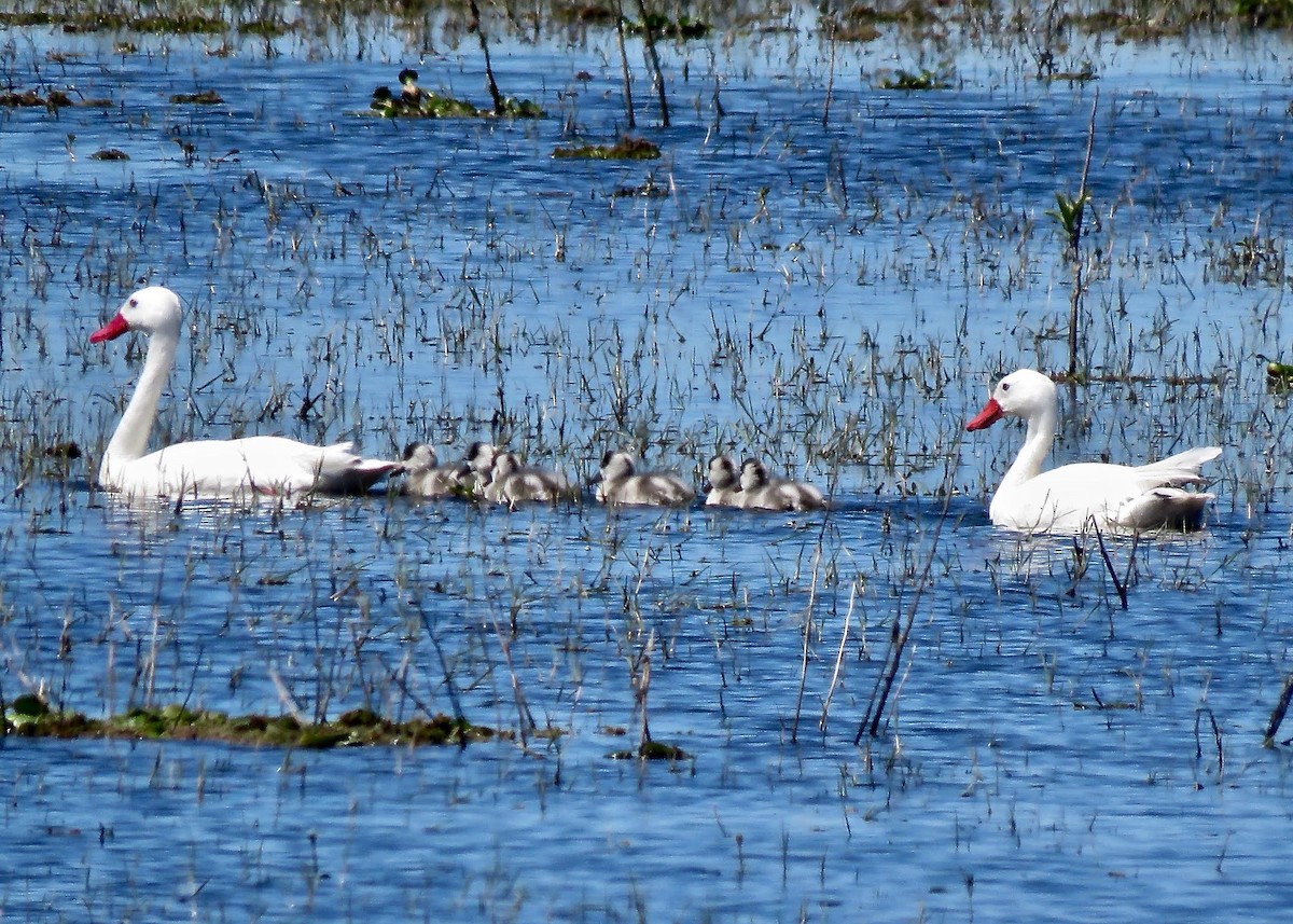 Coscoroba Swan - ML644621030