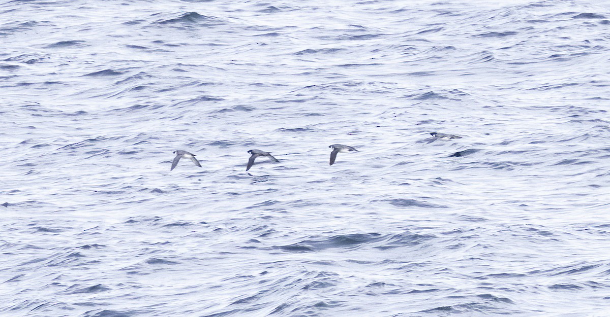Ancient Murrelet - ML644621033