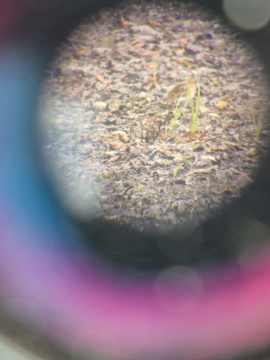 Pectoral Sandpiper - ML644621034