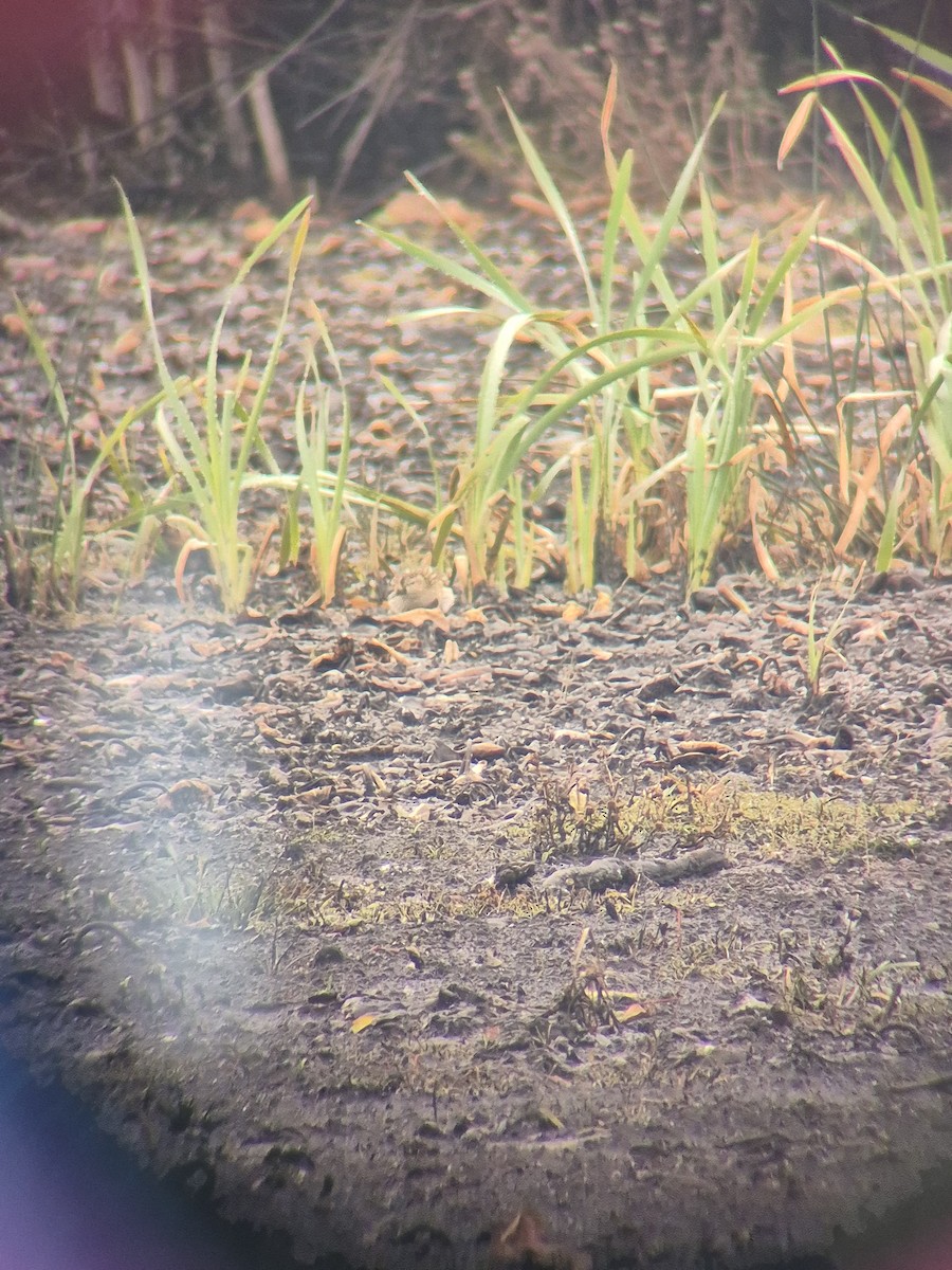 Pectoral Sandpiper - ML644621035