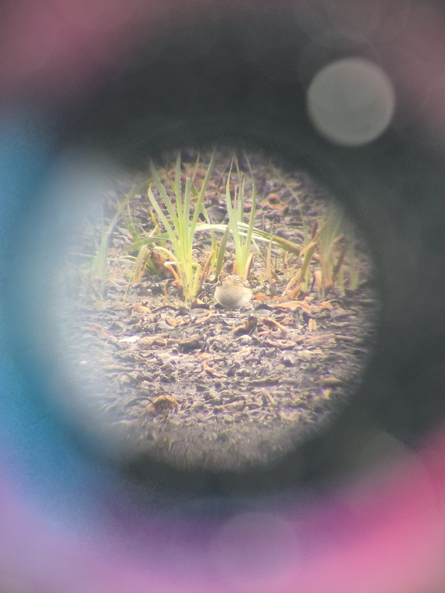 Pectoral Sandpiper - ML644621036