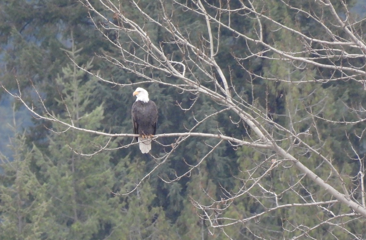 Itsas arrano buruzuria - ML644621039