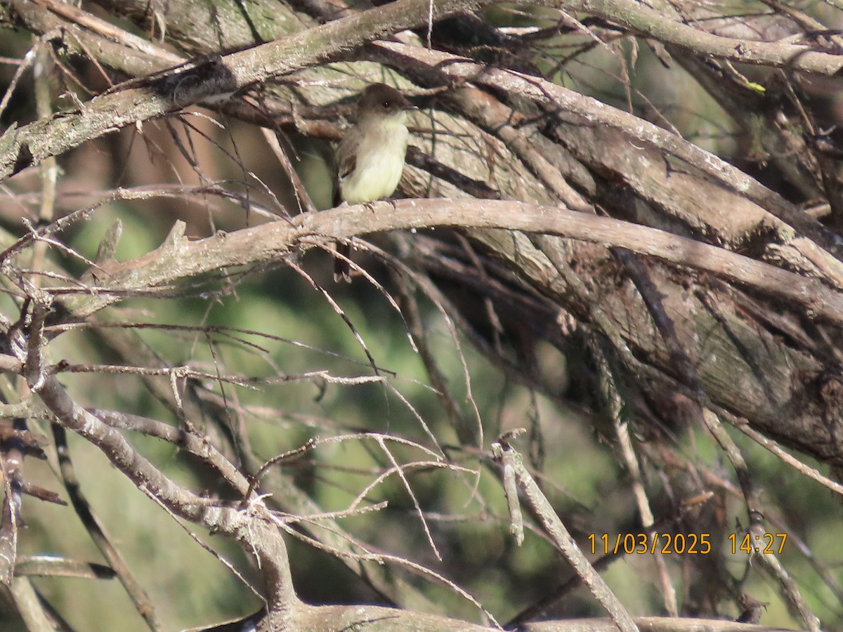 Mosquero Fibí - ML644621042