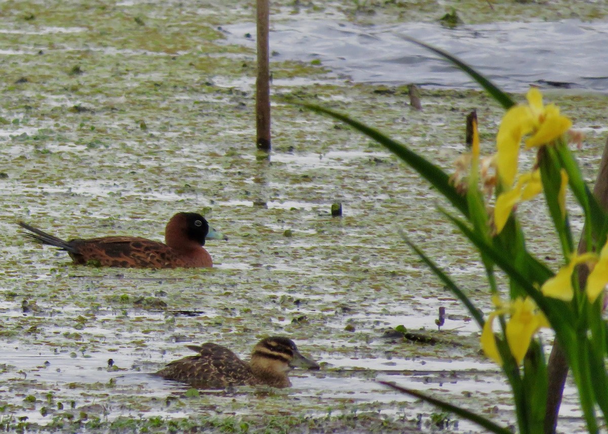 Masked Duck - ML644621044