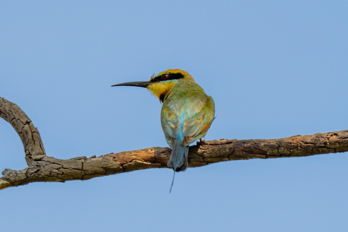 Regenbogenspint - ML644621045