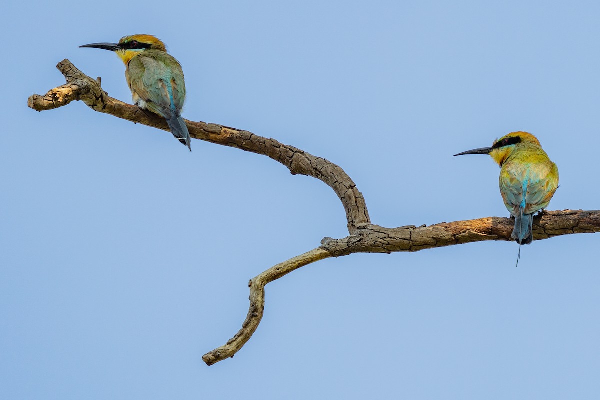 Regenbogenspint - ML644621046