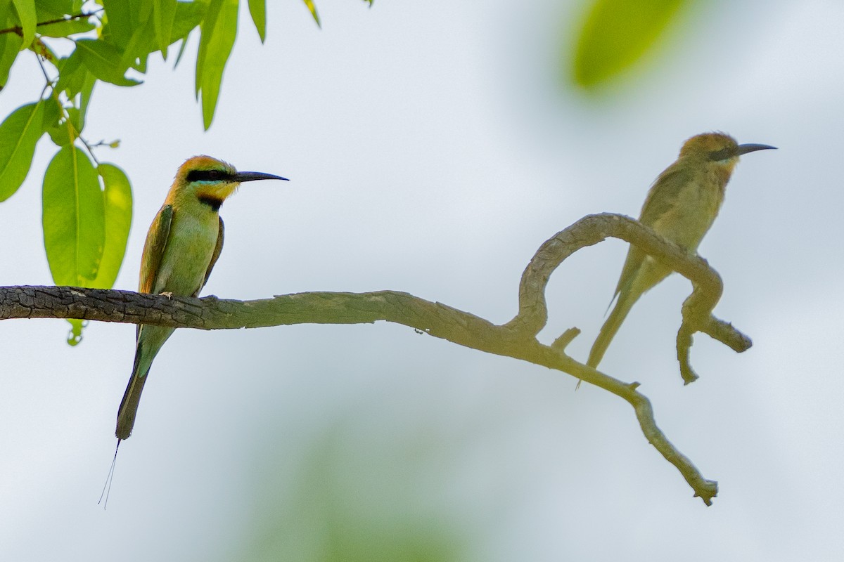 Regenbogenspint - ML644621047