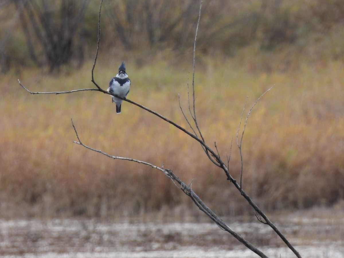 Martin handi iparramerikarra - ML644621061