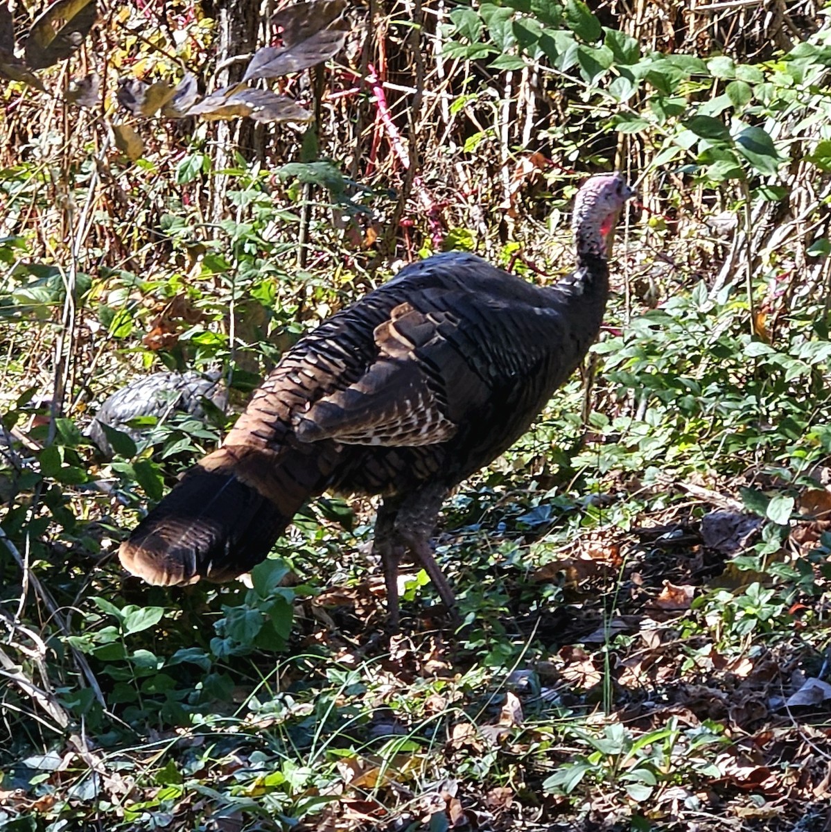 Tacchino selvatico - ML644621064