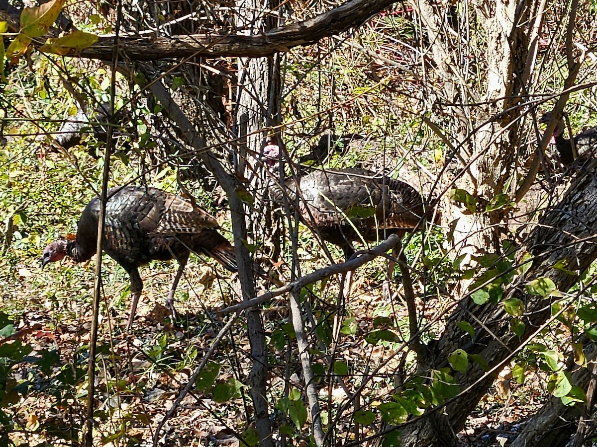 Tacchino selvatico - ML644621097