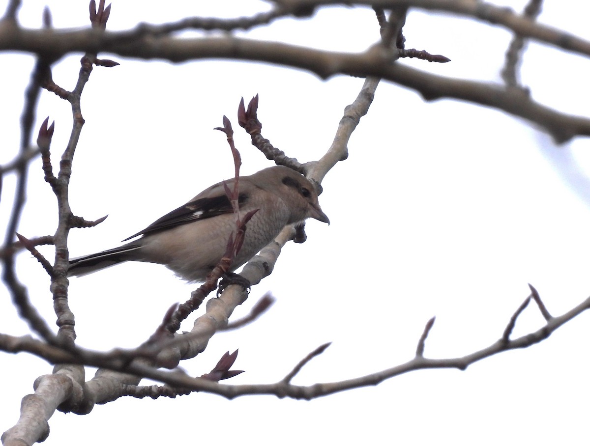 Antzandobi boreala - ML644621098