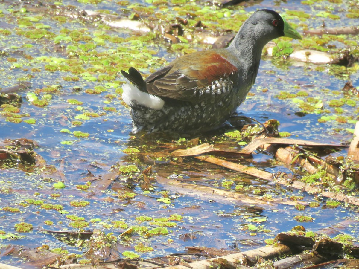 Spot-flanked Gallinule - ML644621110