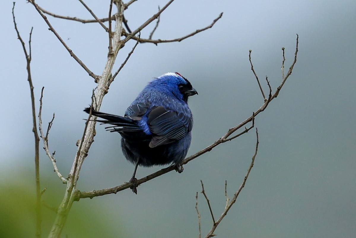 Diademed Tanager - ML644621135