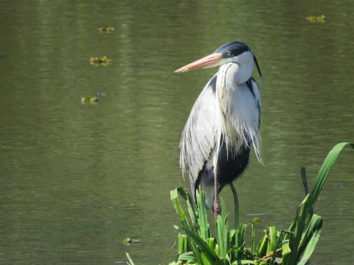 Cocoi Heron - ML644621144