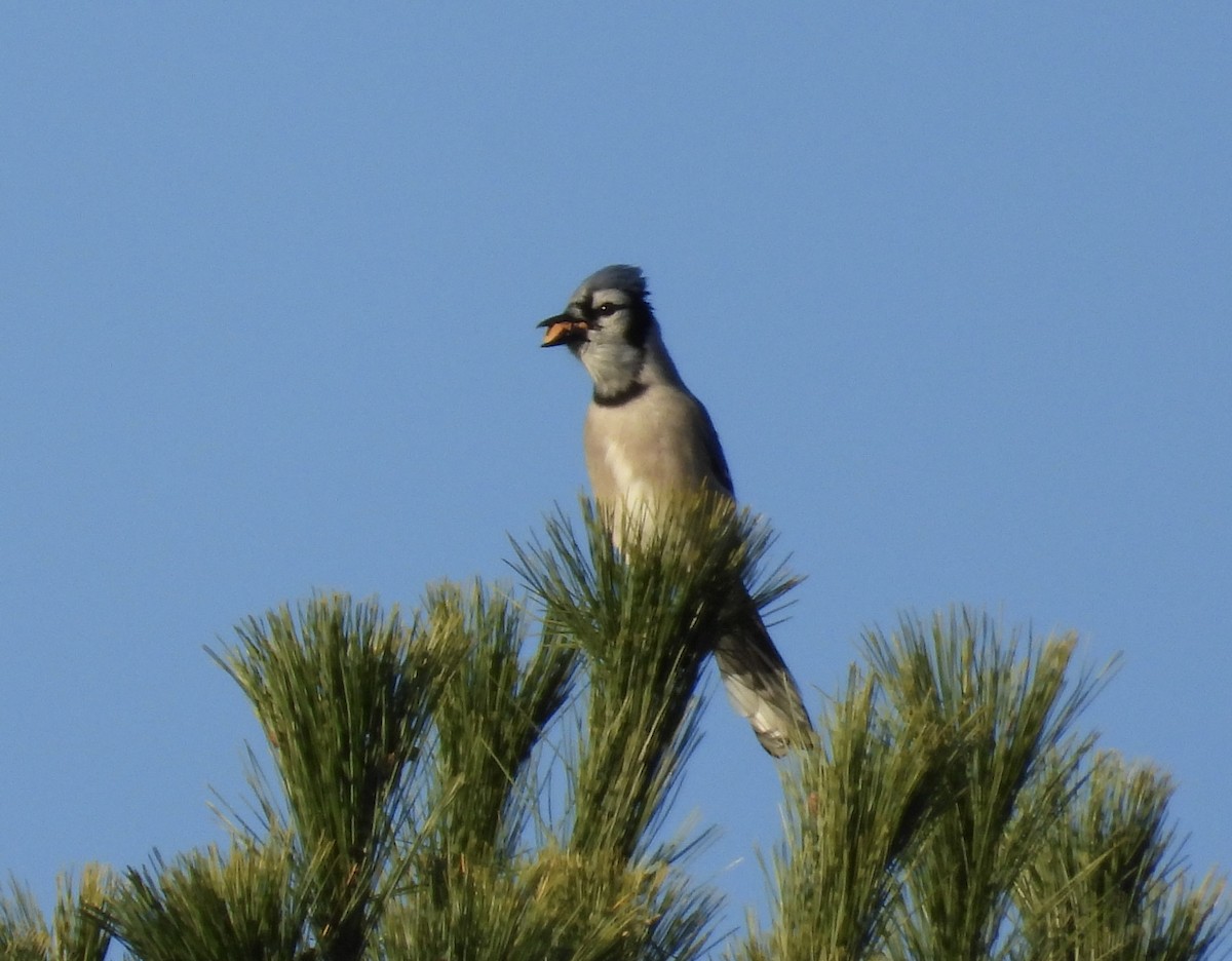 Blue Jay - ML644621155