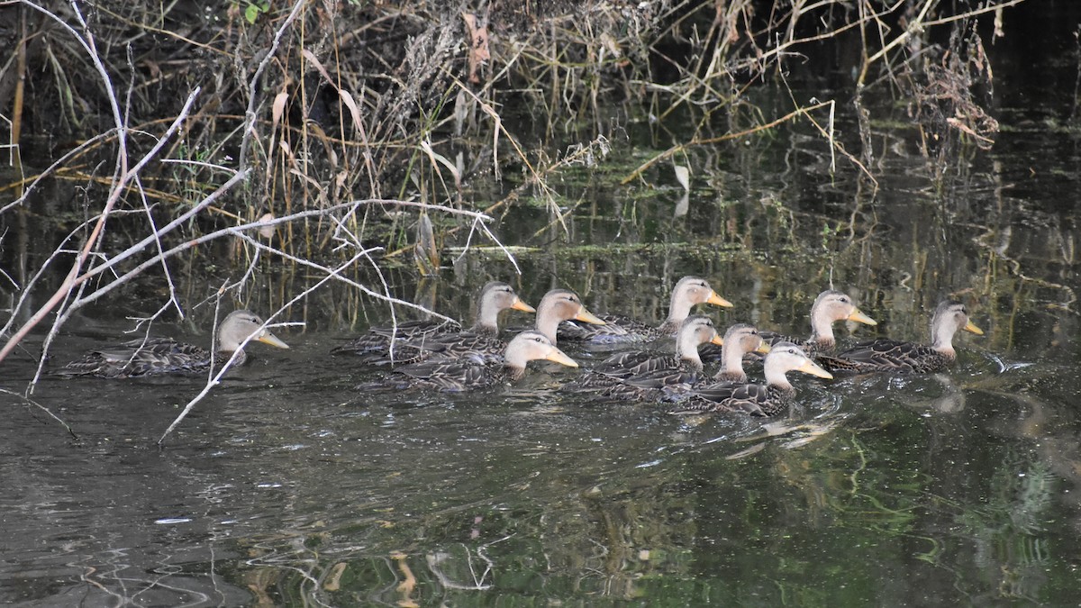 Mexican Duck - ML644621157