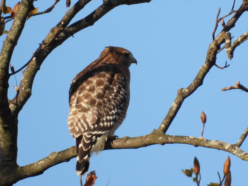 Red-shouldered Hawk - ML644621172