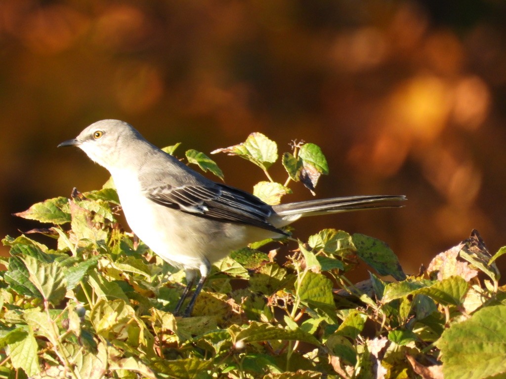 Northern Mockingbird - ML644621184