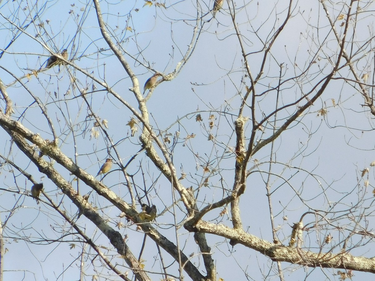 Sedir İpekkuyruğu - ML644621196