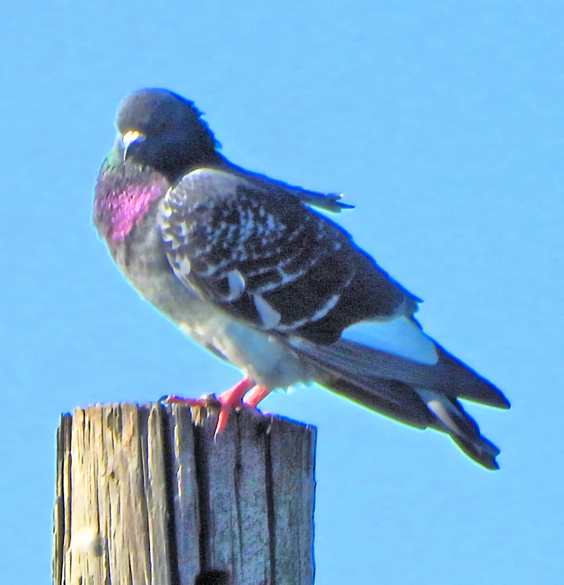 Голуб сизий (міський) - ML644621201