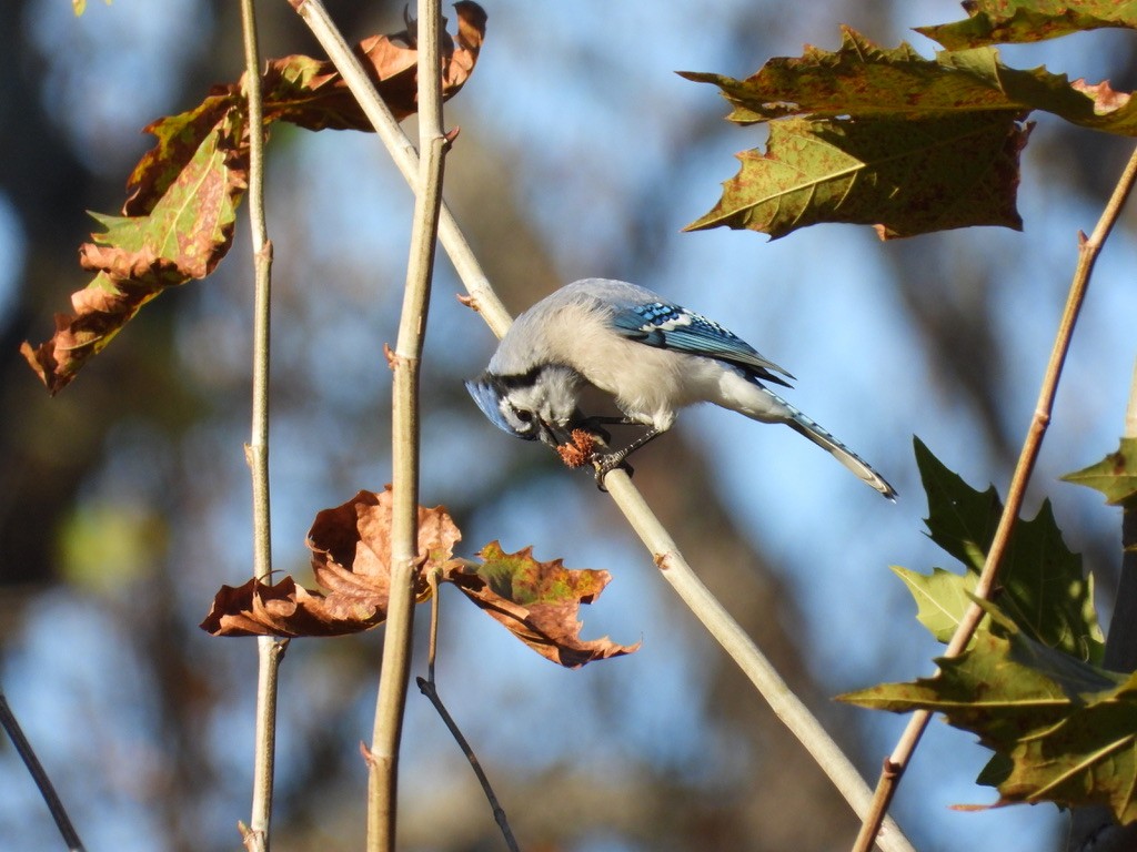 Blue Jay - ML644621207