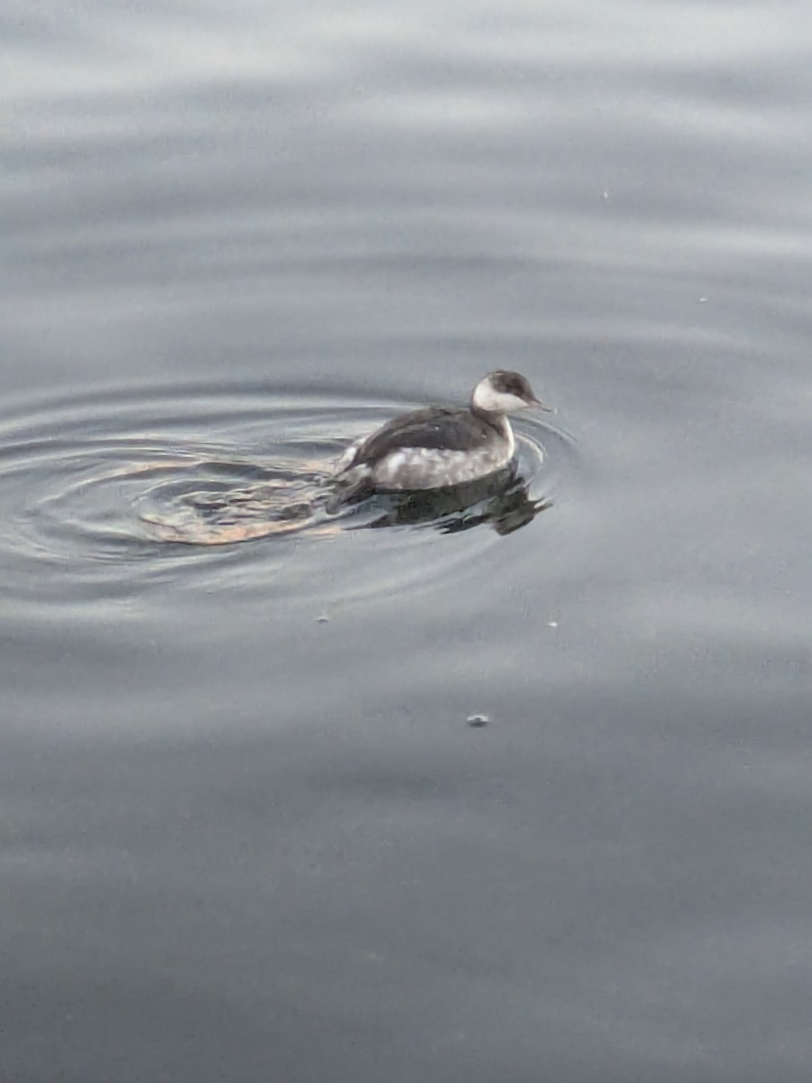 Ухаа шунгуур - ML644621218