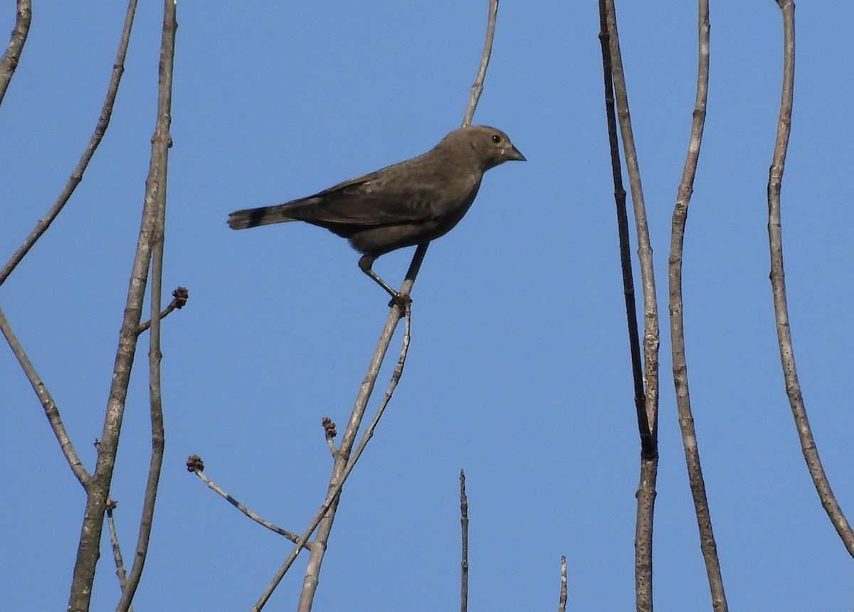 Braunkopf-Kuhstärling - ML644621226