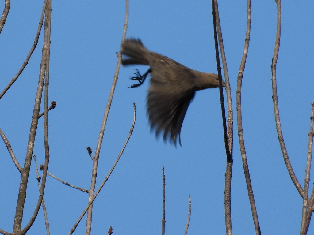 Braunkopf-Kuhstärling - ML644621229