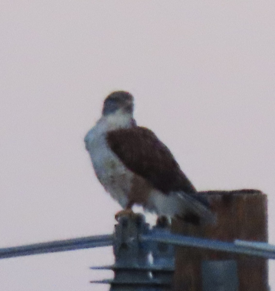 Ferruginous Hawk - ML644621230