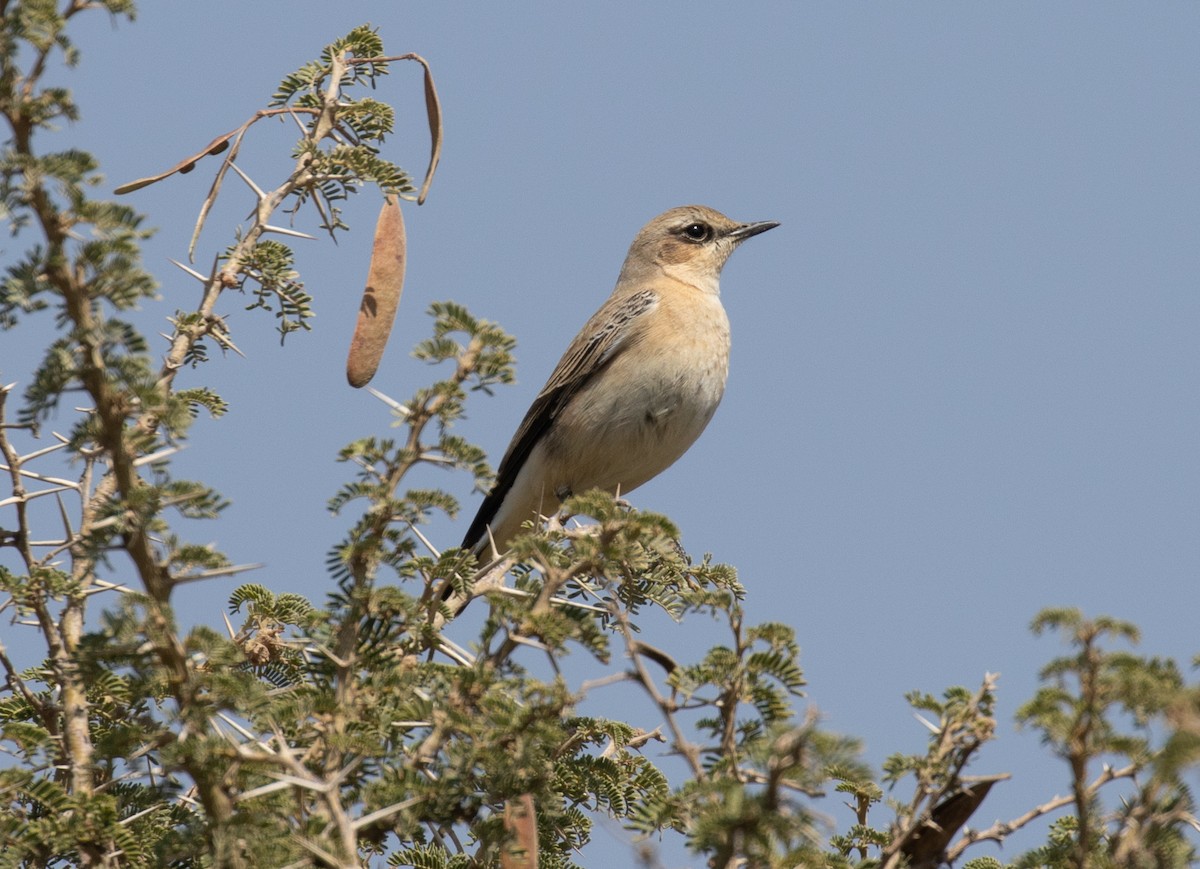 沙䳭 - ML644621233