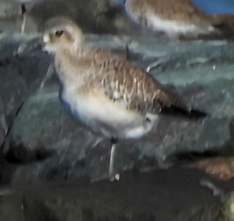 Буурал сүвээ цагаан - ML644621236