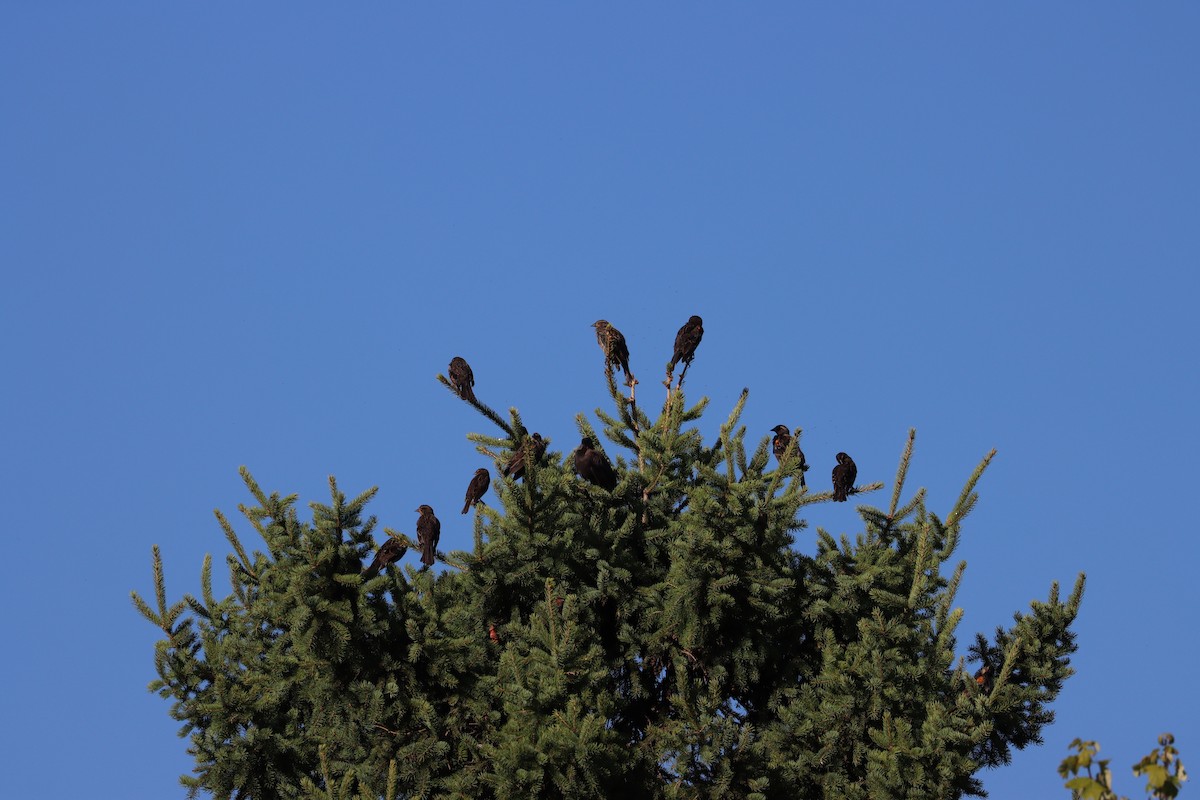 Red-winged Blackbird - ML644621241