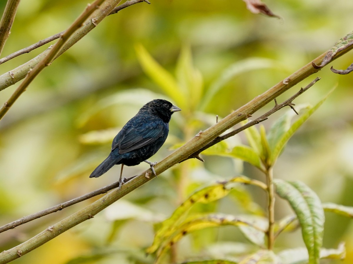 Blue-black Grassquit - ML644621243