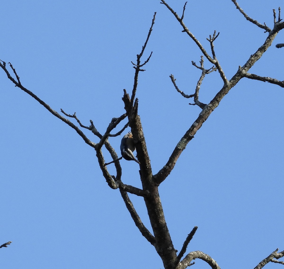 Red-breasted Nuthatch - ML644621246