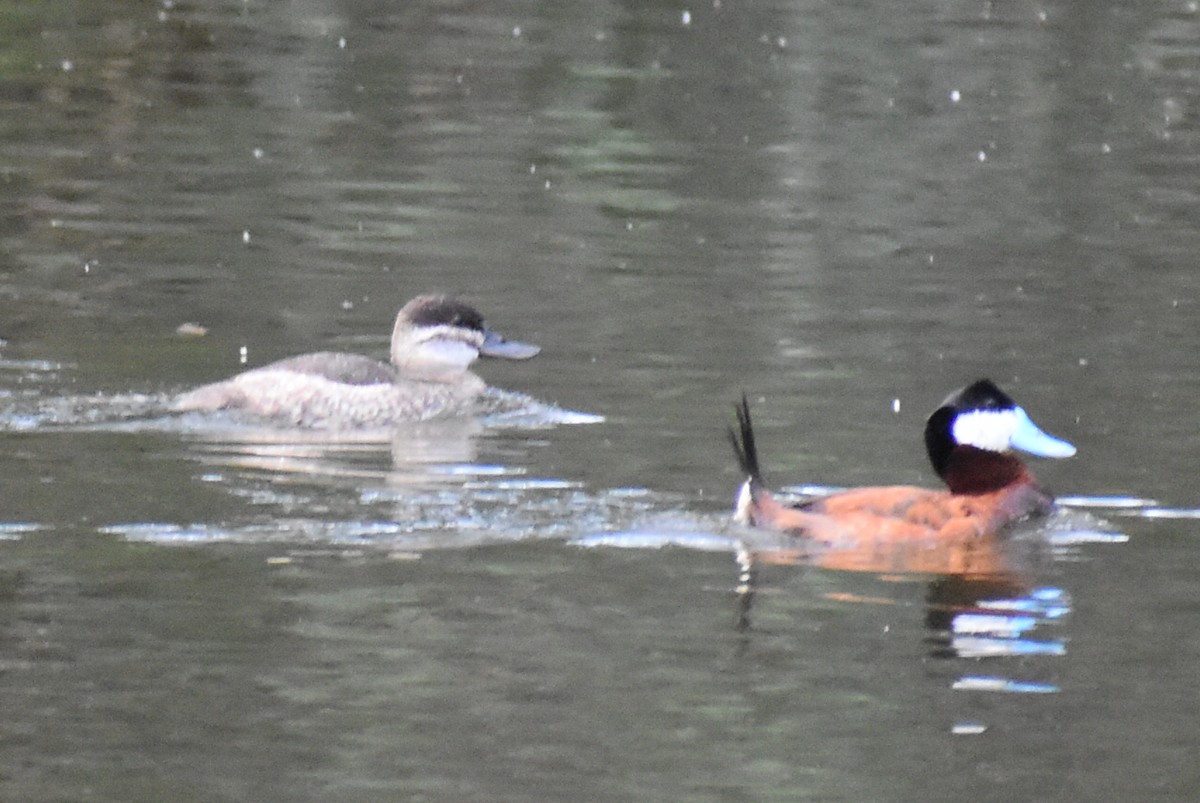 Amerika Dikkuyruğu - ML644621254