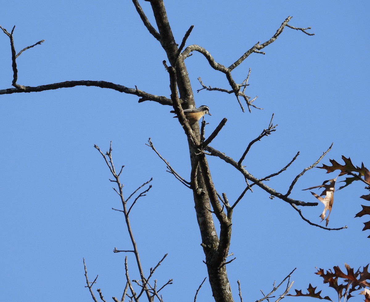 Red-breasted Nuthatch - ML644621255