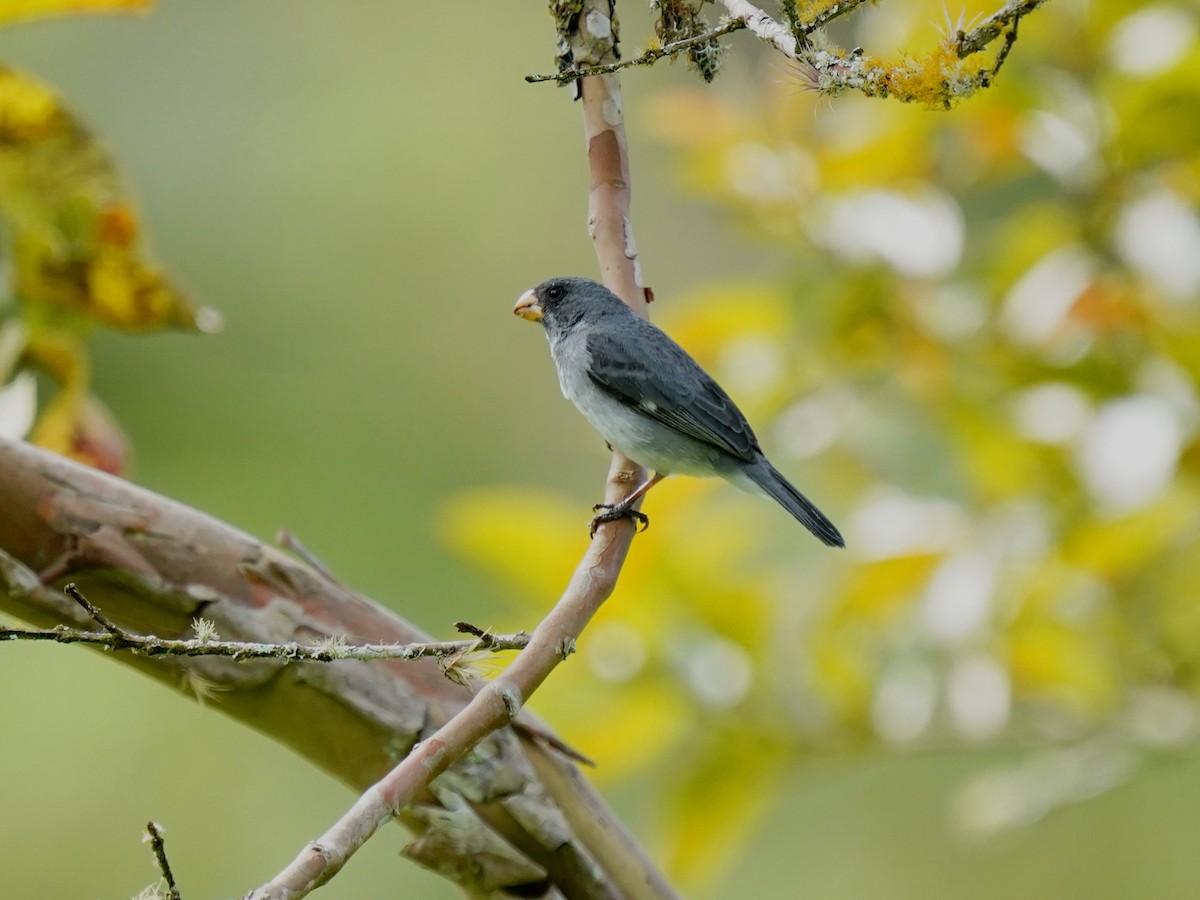 Gray Seedeater - ML644621271