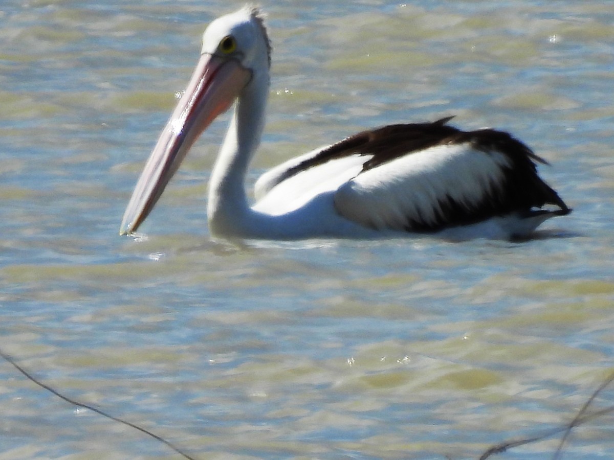 Australian Pelican - ML644621275