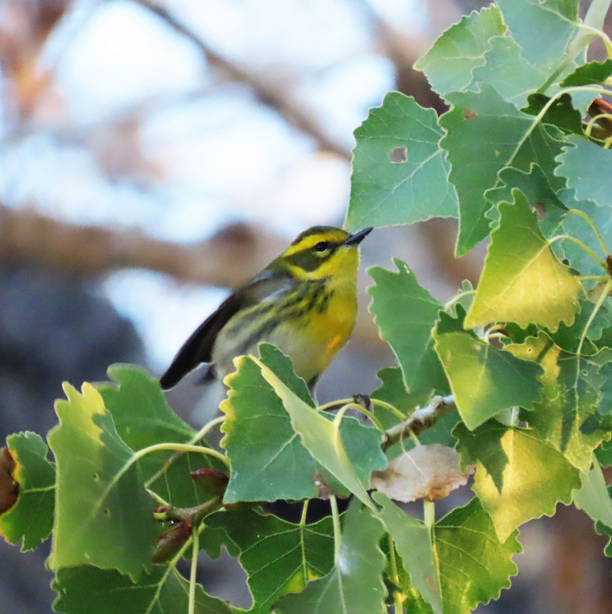Paruline de Townsend - ML644621276