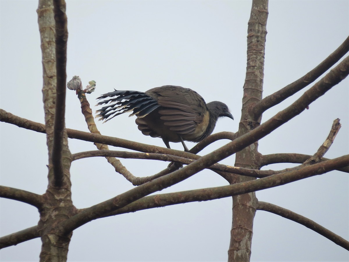 Plain Chachalaca - ML644621277