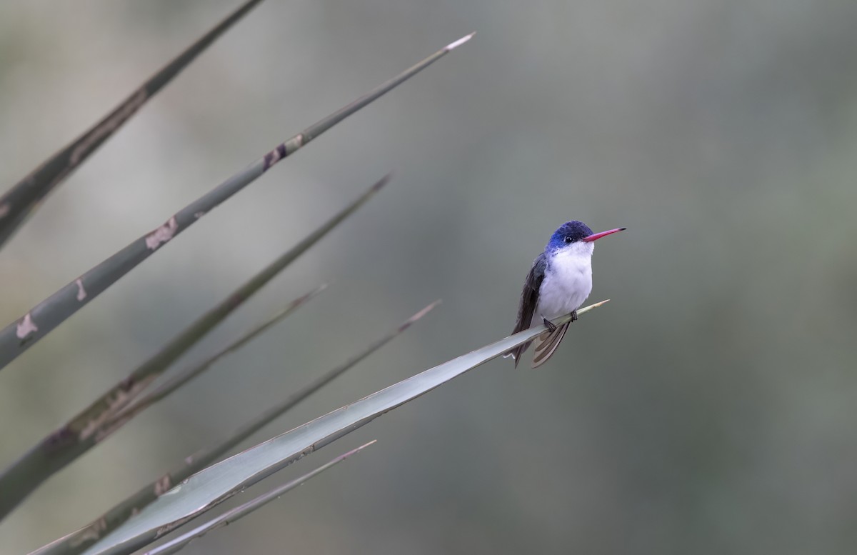 Mor Alınlı Kolibri - ML644621278