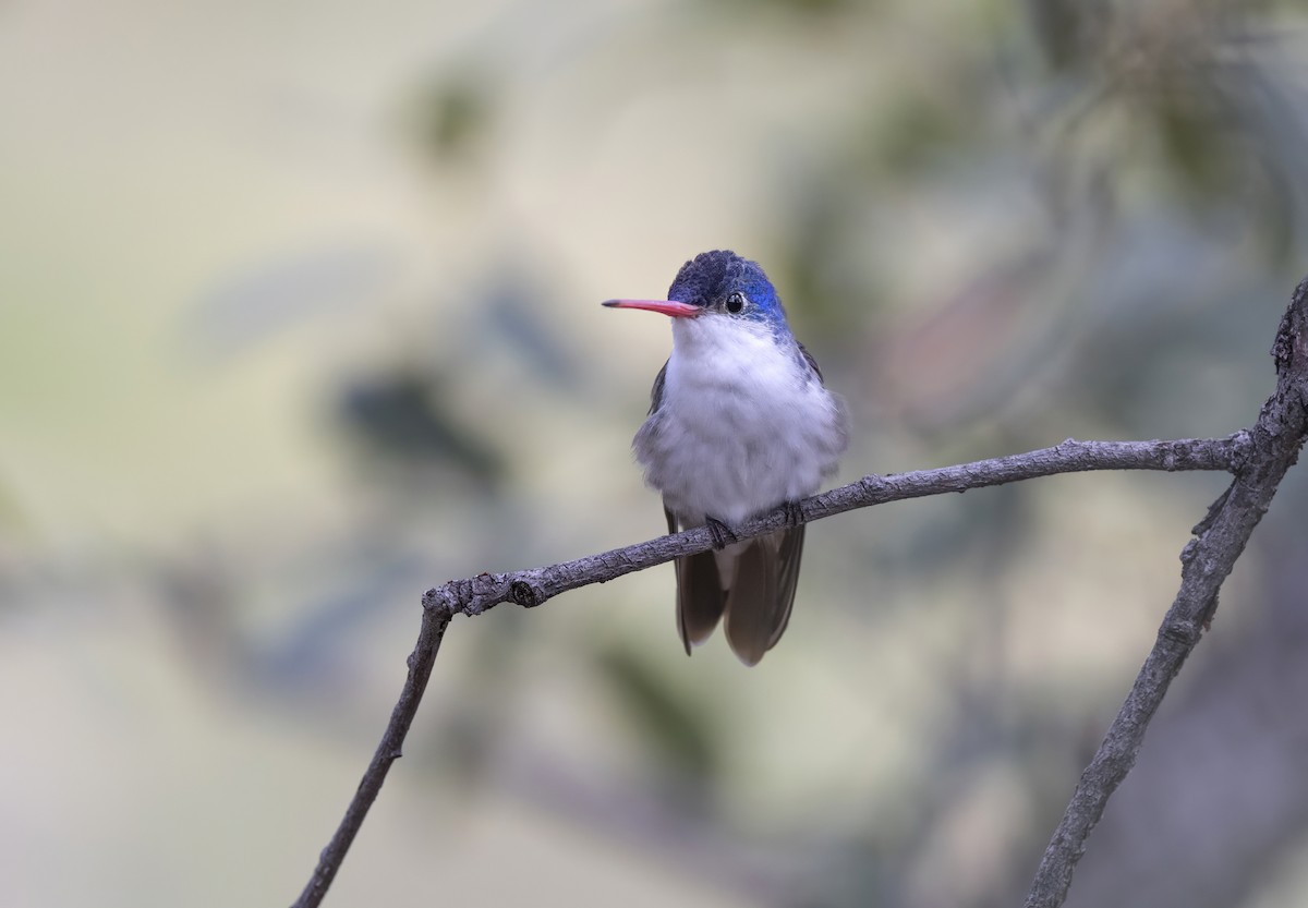 Mor Alınlı Kolibri - ML644621279