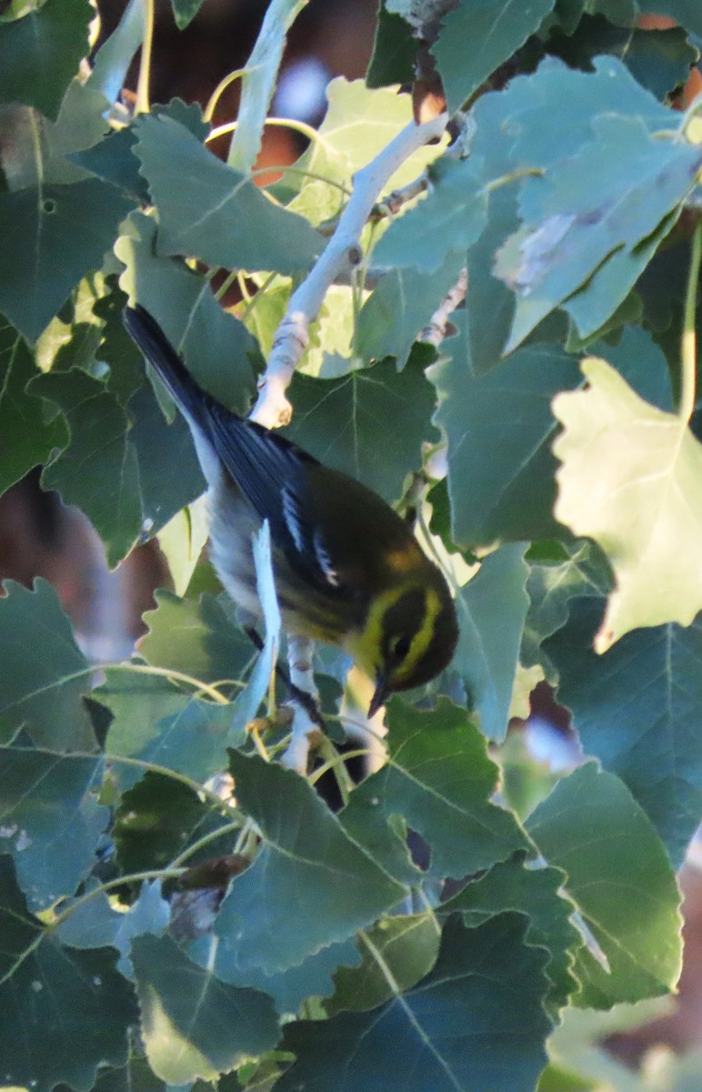 Paruline de Townsend - ML644621280