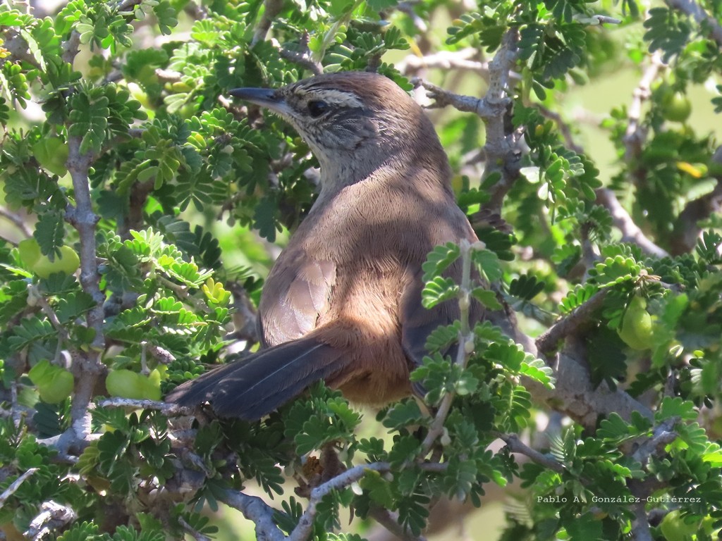 Dusky-tailed Canastero - ML644621294