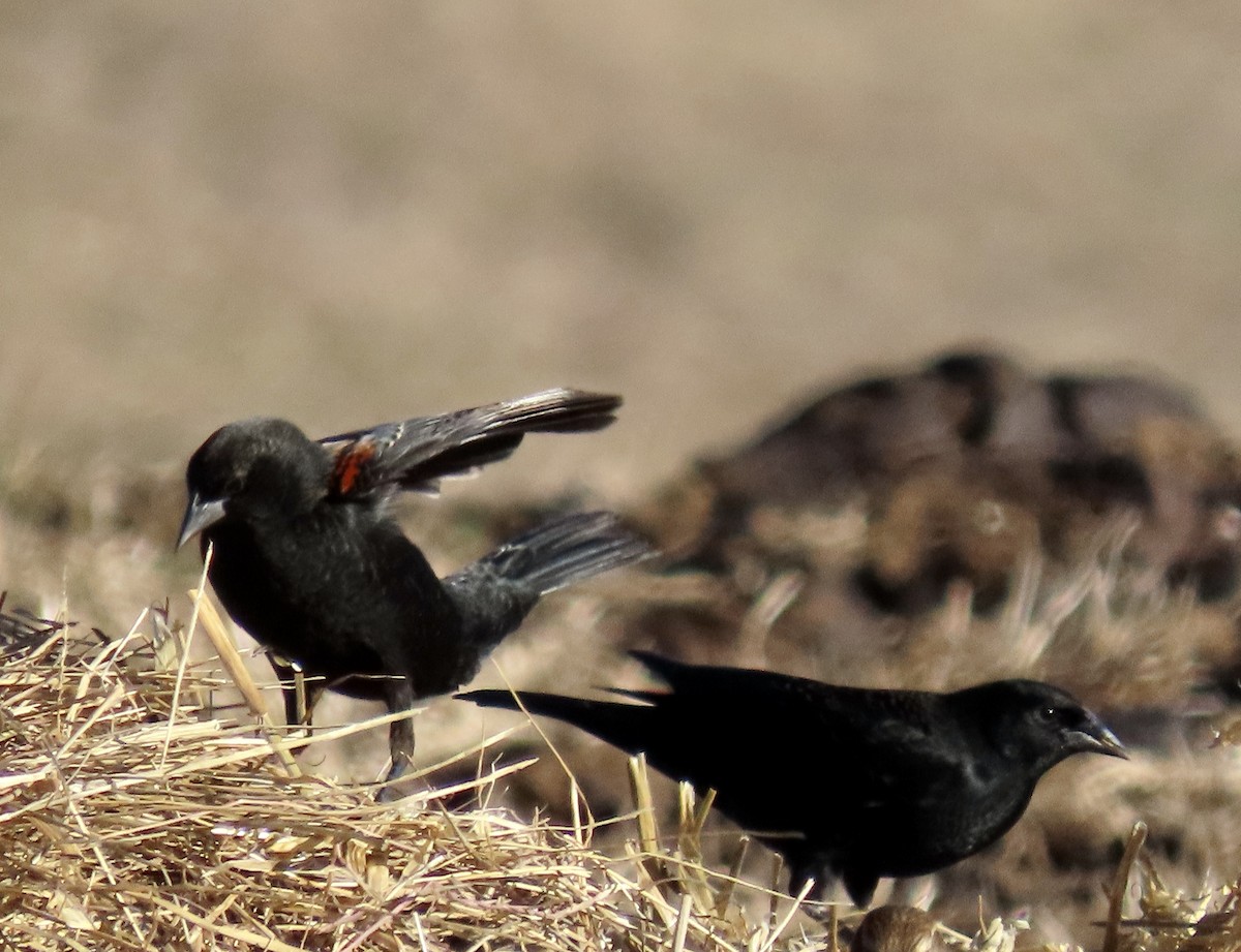 Red-winged Blackbird (California Bicolored) - ML644621298