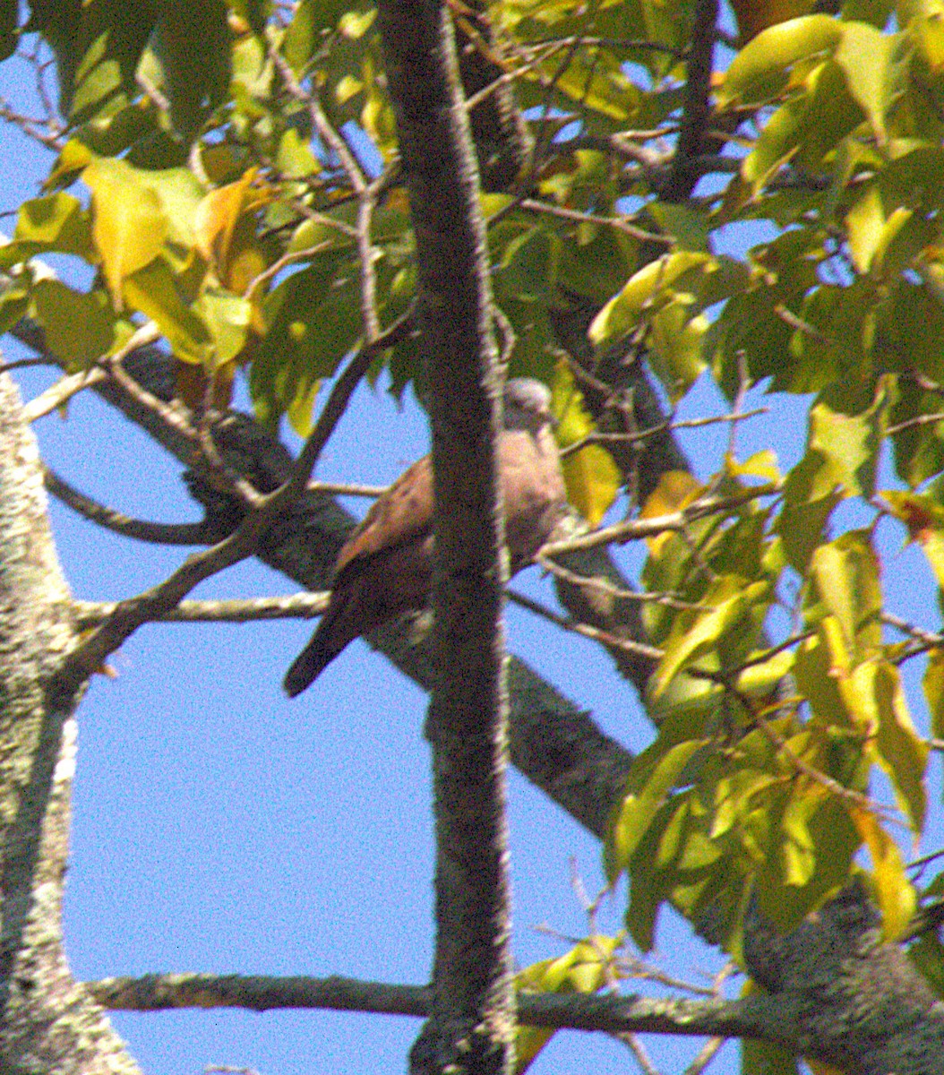 Ruddy Ground Dove - ML644621310